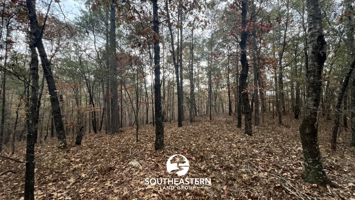 New 12+/- Acre Listing — Tallapoosa County, AL

Located just off Highway 280 between Dadeville &amp; Alexander City, this beautiful tract features mature red oaks, rolling elevation, and excellent access.