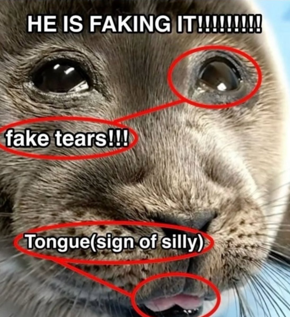 grindgod26's tweet image. A phony for better lack of words