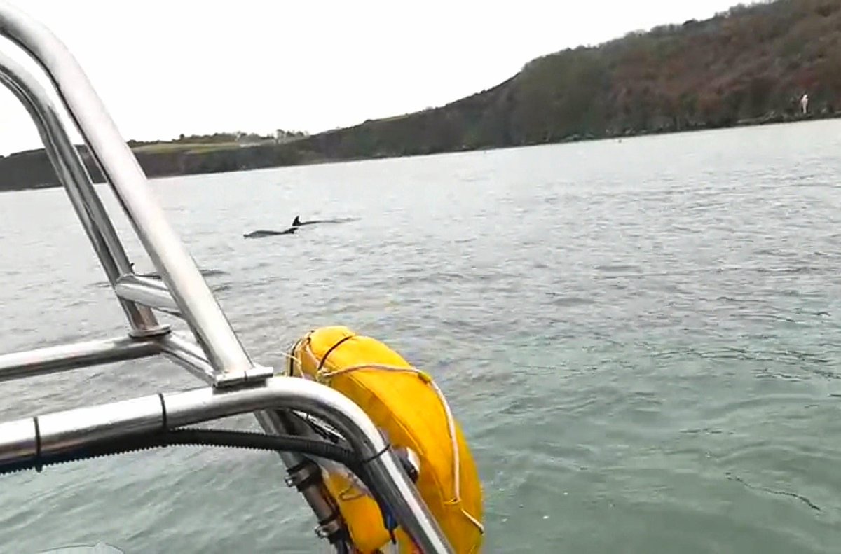 EA Fisheries - Devon and Cornwall tweet media