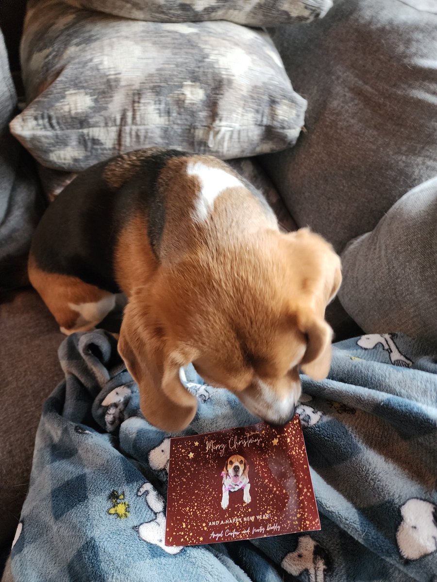 🐾Oliver Beagle / Gracie Mae OTRB 💔🌈🐾 tweet media