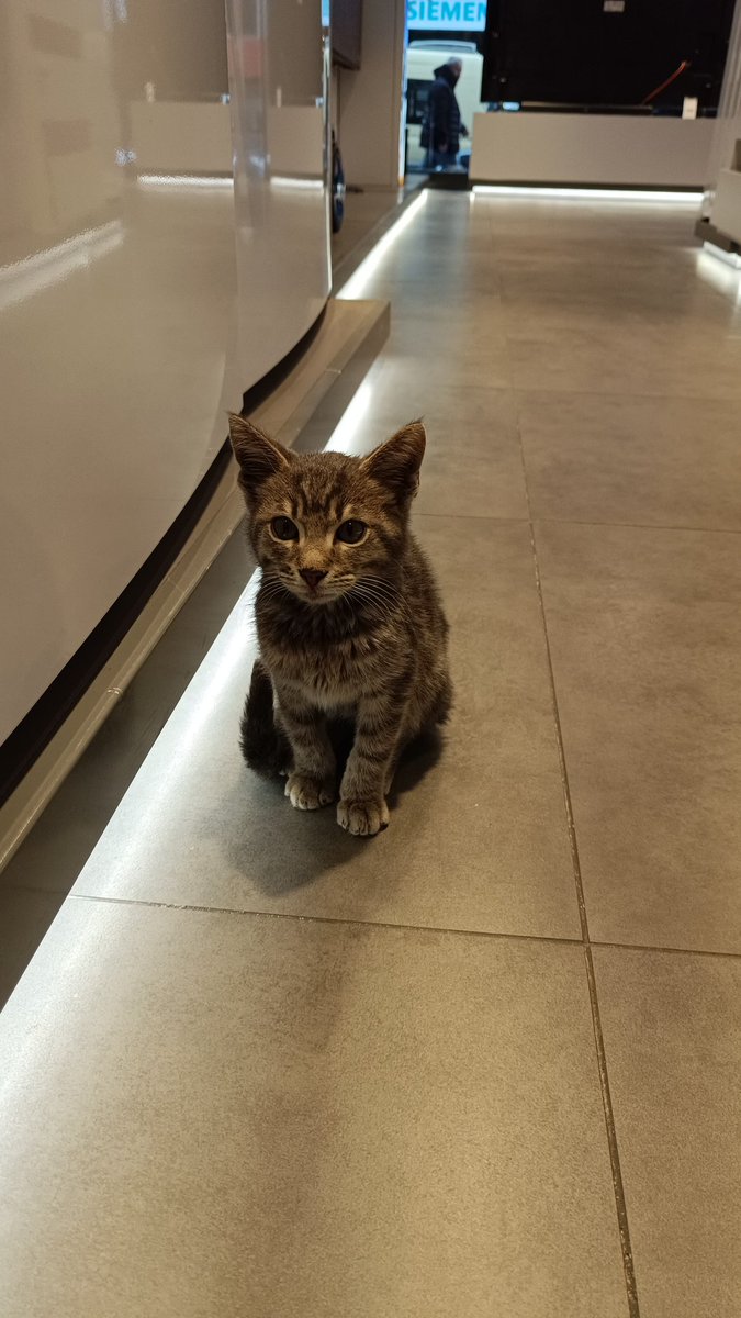 Cats are the cutest animals in the world 🤗