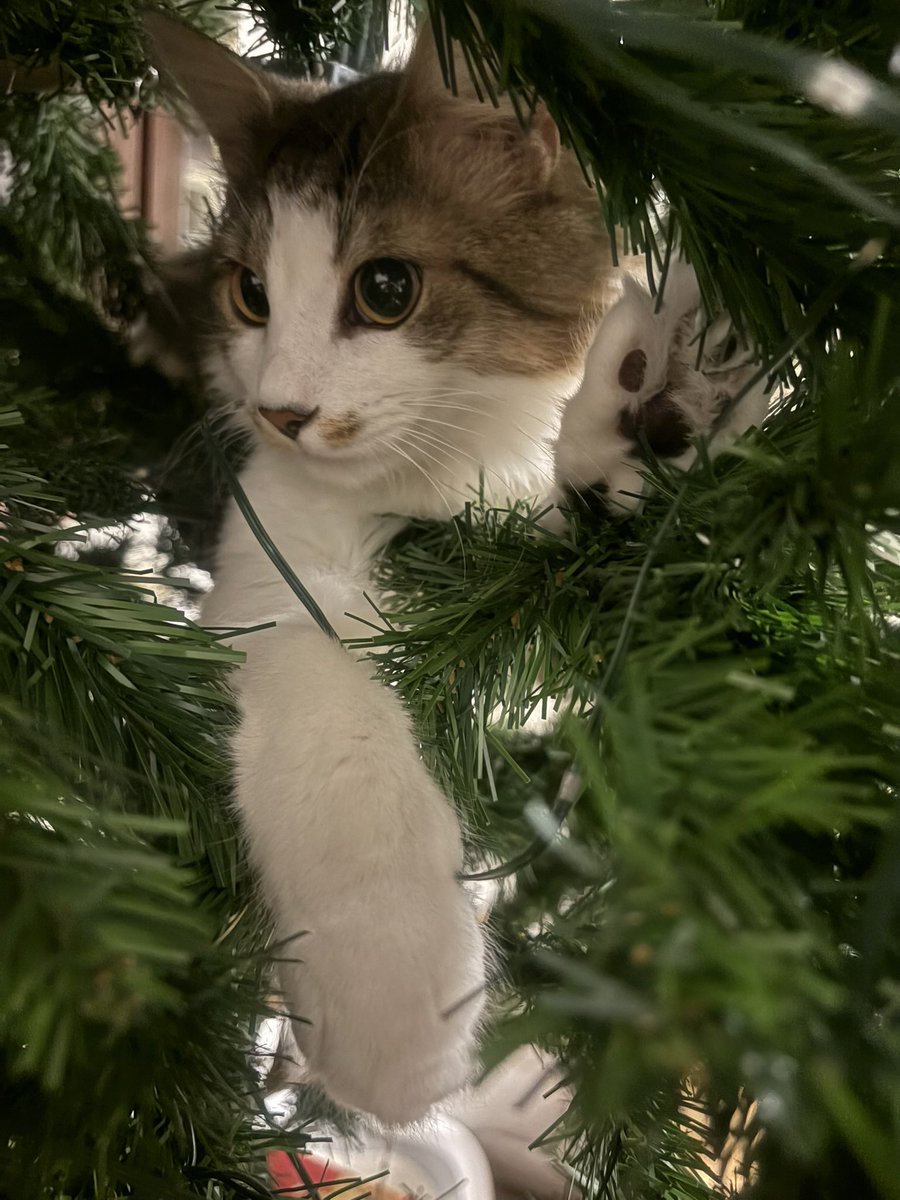 andrejae's tweet image. Čez cele praznike jo je pustil pri miru. 
In zdej se je on odločil, da je dosti in je čas, da se pospravi😅😆