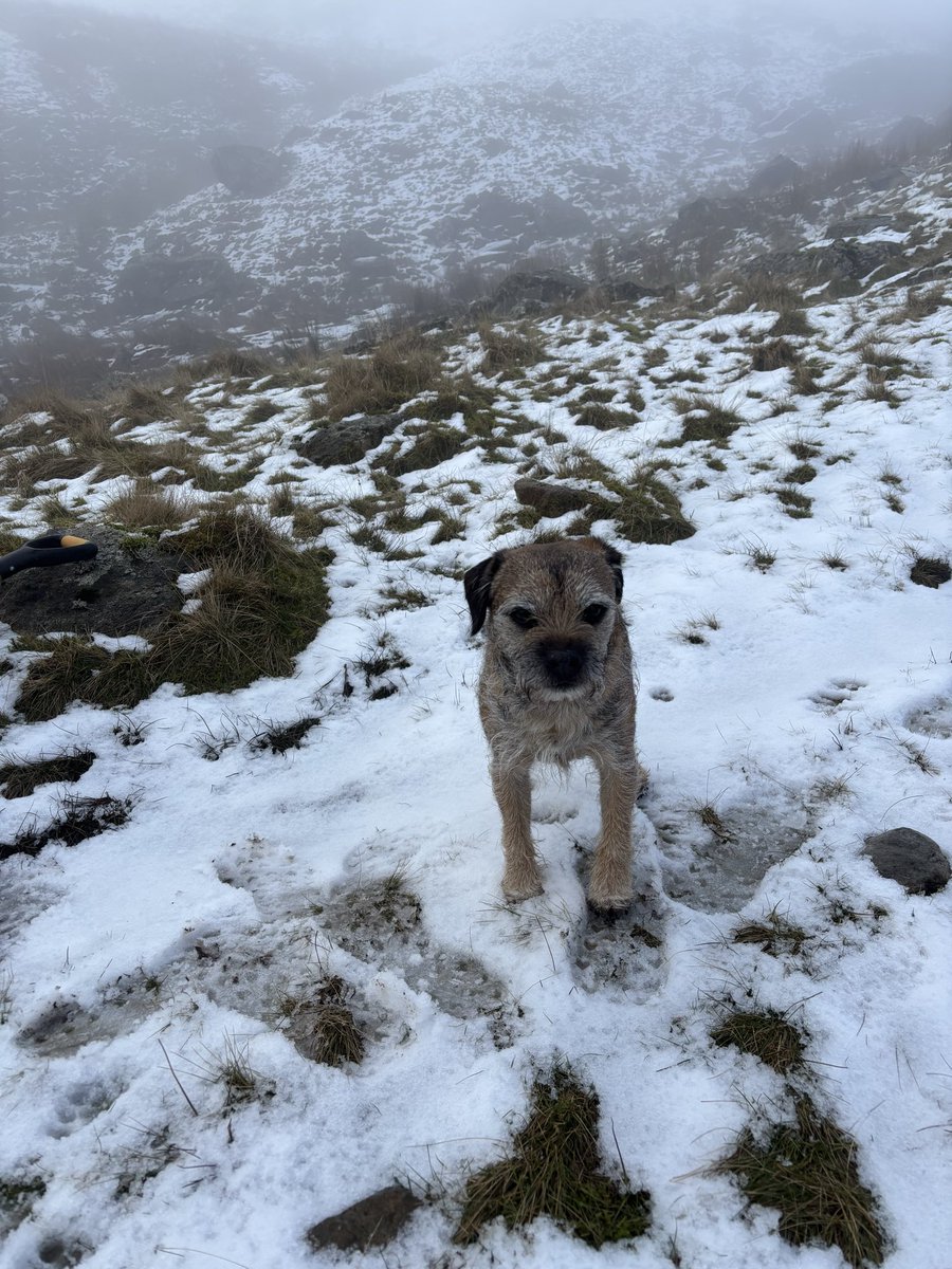 FTerrierist's tweet photo. Out supervising the #fixthefells volunteers today, we got up to the snow! And there were deer π¦ spotted π³ quite atmospheric up there today! #btposse #borderterrier #thelakedistrict https://t.co/g9X0NH7HWa