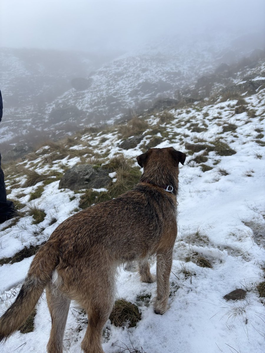 FTerrierist's tweet photo. Out supervising the #fixthefells volunteers today, we got up to the snow! And there were deer π¦ spotted π³ quite atmospheric up there today! #btposse #borderterrier #thelakedistrict https://t.co/g9X0NH7HWa