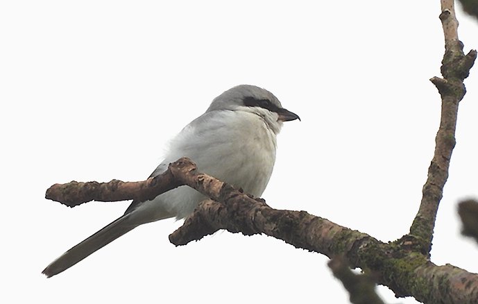 Roy Harvey tweet media