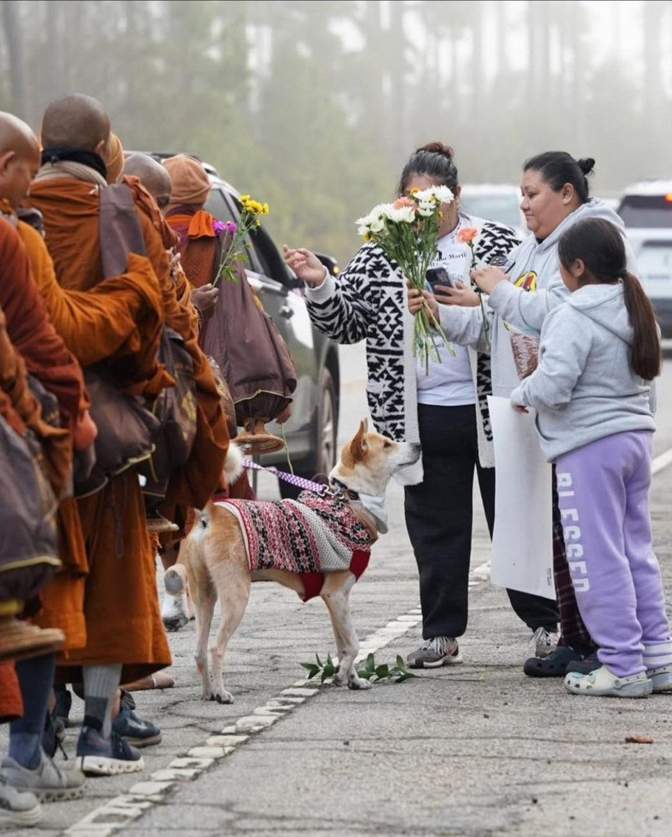 wabsiee's tweet image. Hey @mellometrics I want to just give you a little message as to why Aloka the Peace Dog is one of the most important coins on #USD1 and requires attention &amp;amp; future planning to turn this into a multi billion $ coin for the next few years.

The world is heading towards WW3,…