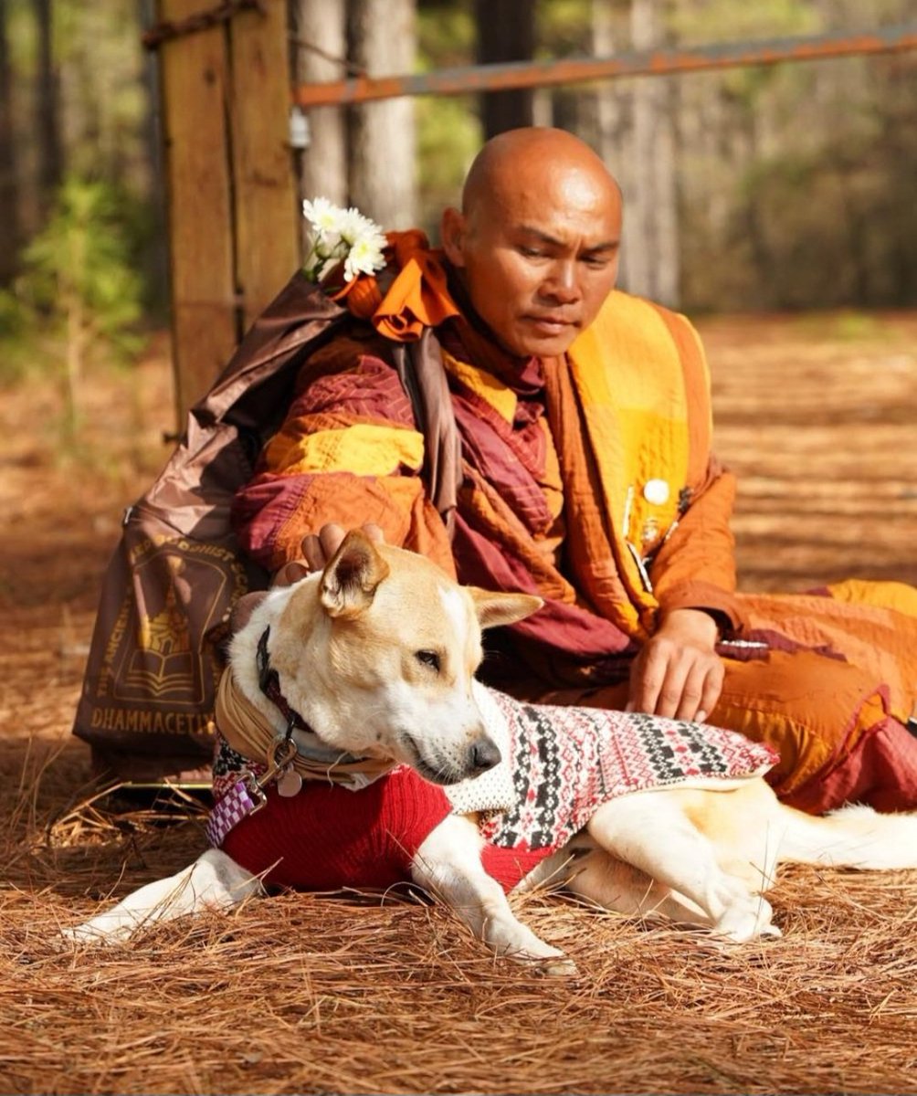 wabsiee's tweet image. Hey @mellometrics I want to just give you a little message as to why Aloka the Peace Dog is one of the most important coins on #USD1 and requires attention &amp;amp; future planning to turn this into a multi billion $ coin for the next few years.

The world is heading towards WW3,…