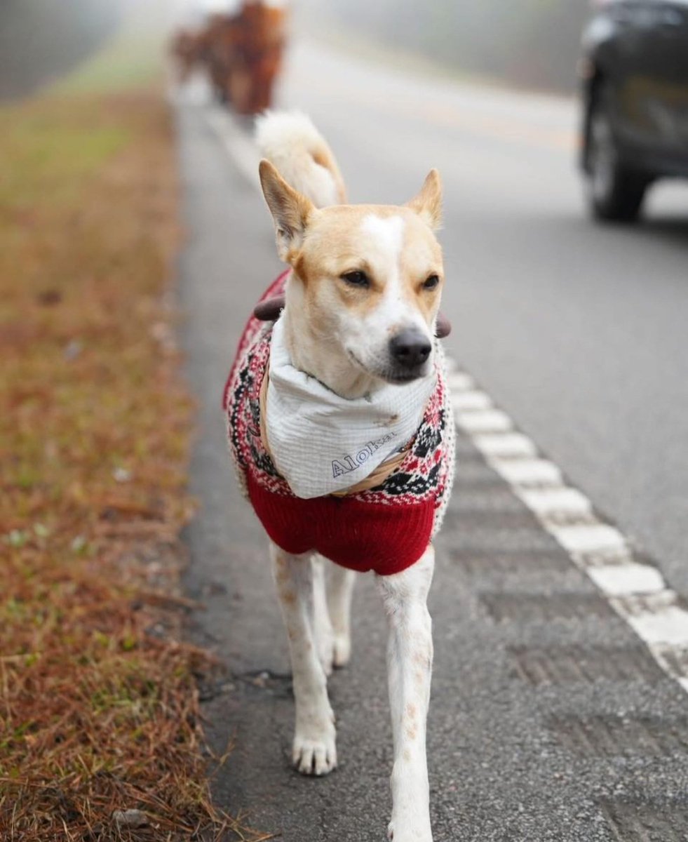 wabsiee's tweet image. Hey @mellometrics I want to just give you a little message as to why Aloka the Peace Dog is one of the most important coins on #USD1 and requires attention &amp;amp; future planning to turn this into a multi billion $ coin for the next few years.

The world is heading towards WW3,…