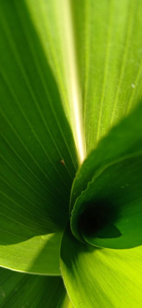 Marcelo Bongiovanni tweet media