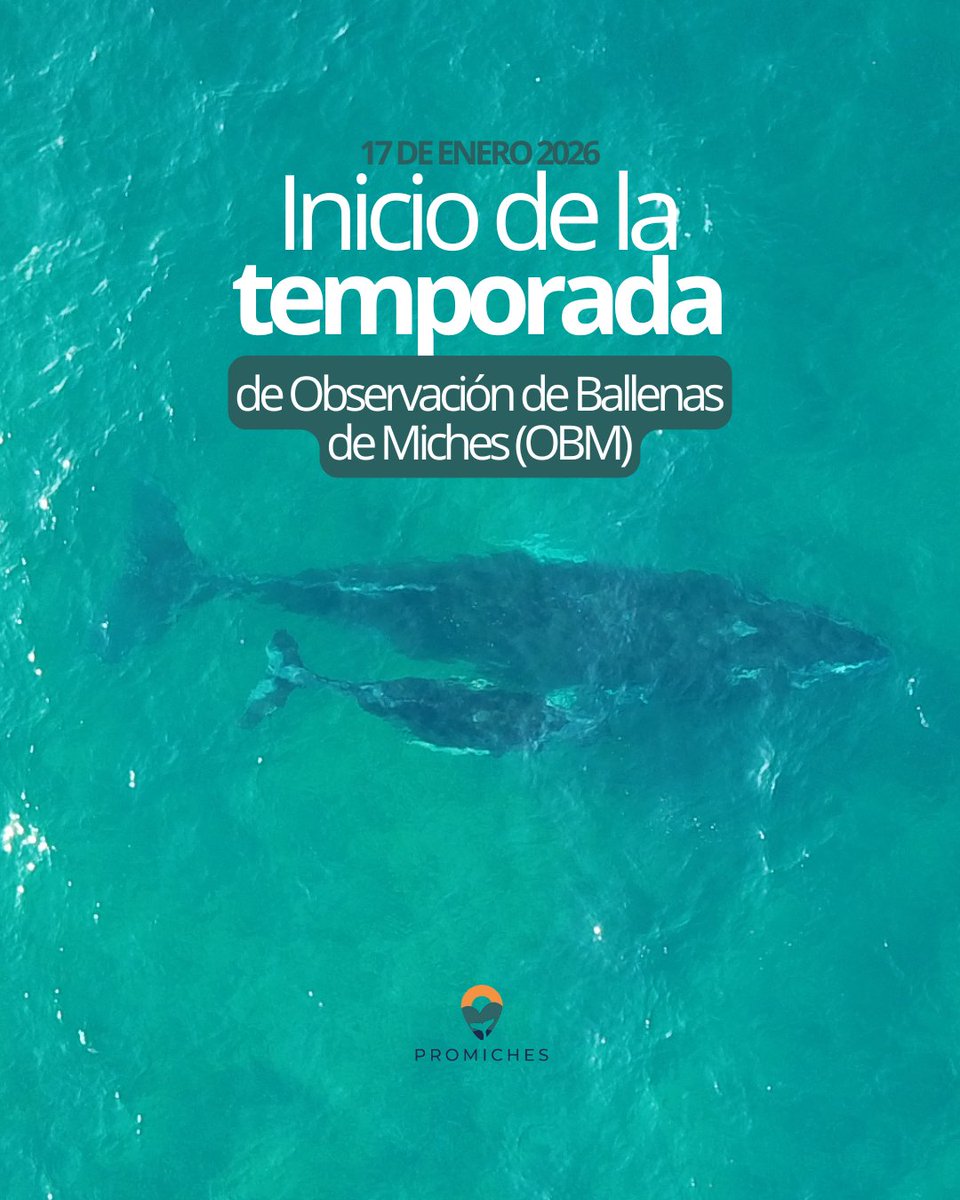 Inicia la temporada de Observación de Ballenas Jorobadas en la Bahía de Samaná, frente a Miches. Desde el Programa OBM trabajamos junto a @TheCarpiaTours, <a href="/CEBSE/">Chris Stables</a> y <a href="/Fundemardr/">FUNDEMAR</a>, en coordinación con el Ministerio de Medio Ambiente, promoviendo avistamientos responsables.