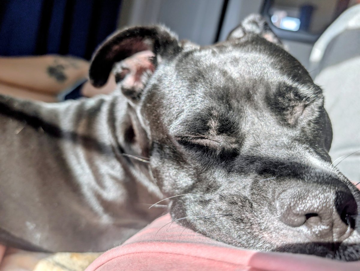 MikaFemDomme's tweet photo. Say hello to my new puppy! Who wants to be a doll and get her new collar? 
 https://t.co/gmsD39r07h https://t.co/7S654CvgEb