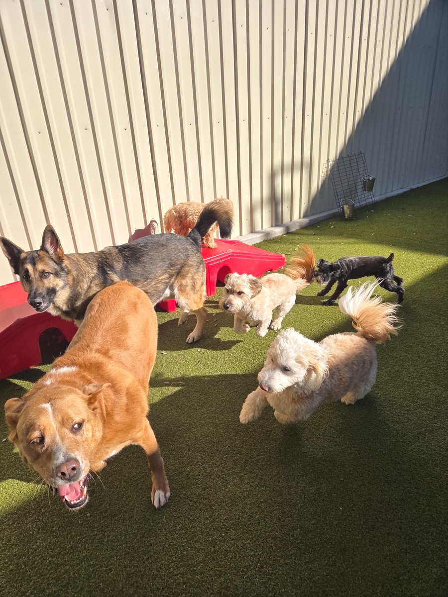 metro_plano's tweet image. A little chaos, a lot of joy 🐾
#MetroAnimals #DogsOfTexas #DoggyDaycare