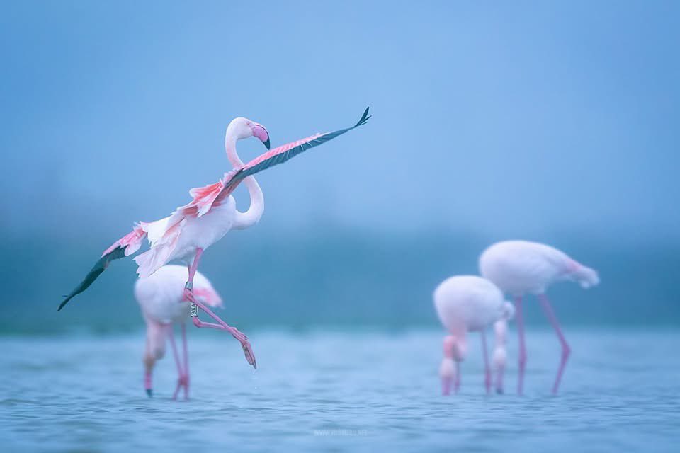 Francisco Romero I WildLife Photographer tweet media