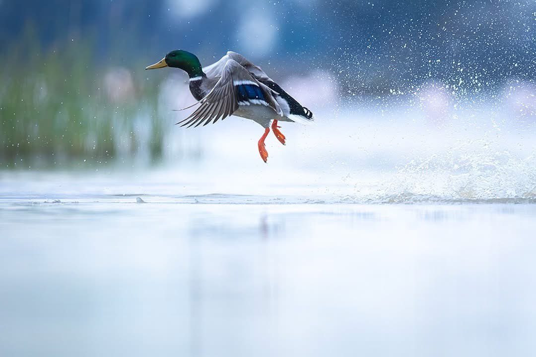 Francisco Romero I WildLife Photographer tweet media