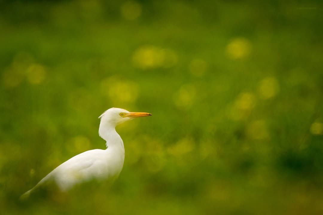 Francisco Romero I WildLife Photographer tweet media