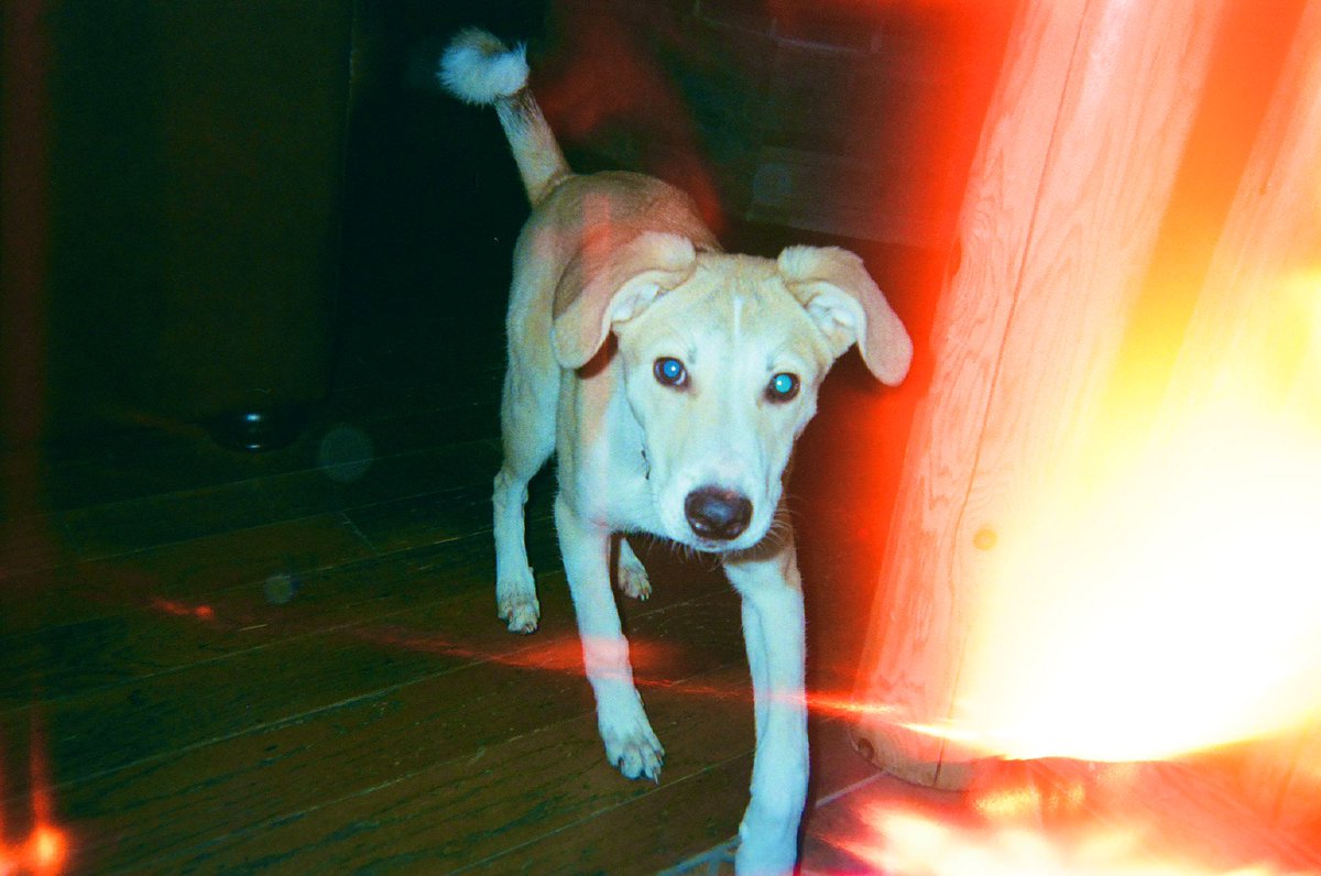 CottontailVA's tweet image. my dog bit my disposable camera so now all the pictures look like there’s a house fire 😭😭