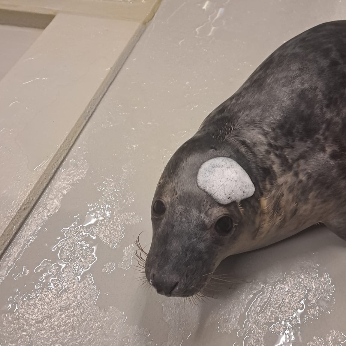 Zeehondencreche's tweet image. Silmar (Kruimeltje) with a little foam hat. 🫧🎩