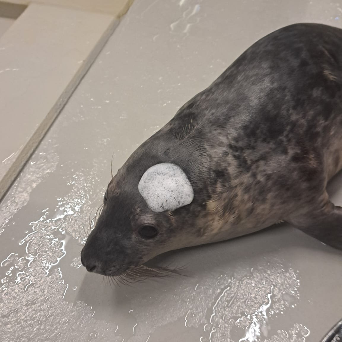 Zeehondencreche's tweet image. Silmar (Kruimeltje) with a little foam hat. 🫧🎩