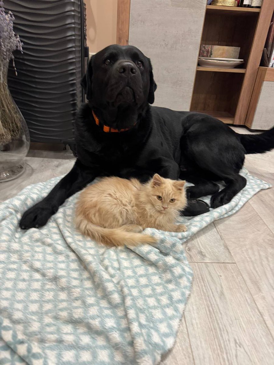 кібер.Рзай tweet media