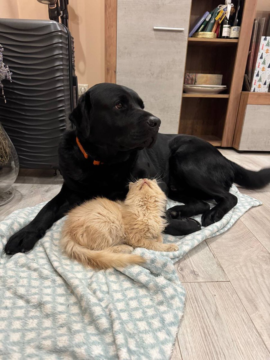 кібер.Рзай tweet media