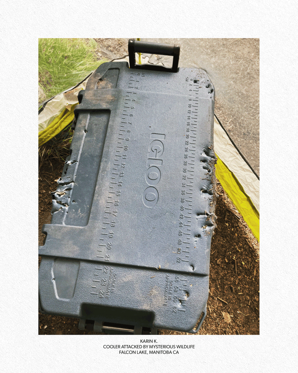 Igloo Coolers tweet media