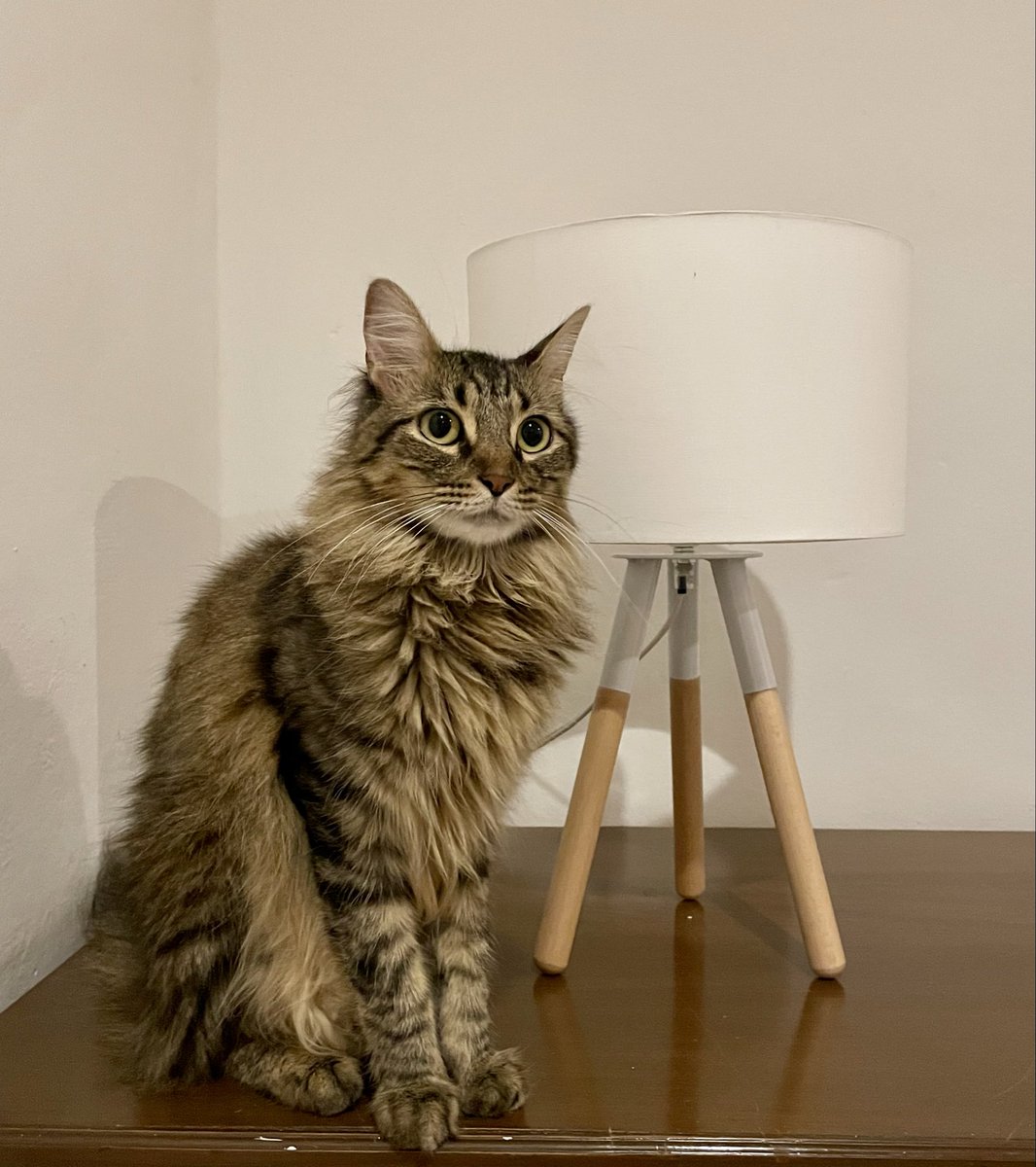 andypandaa's tweet photo. @yosiome @Alina_Gag Ese es mi gato, Tuti https://t.co/mGjAyxAgzU