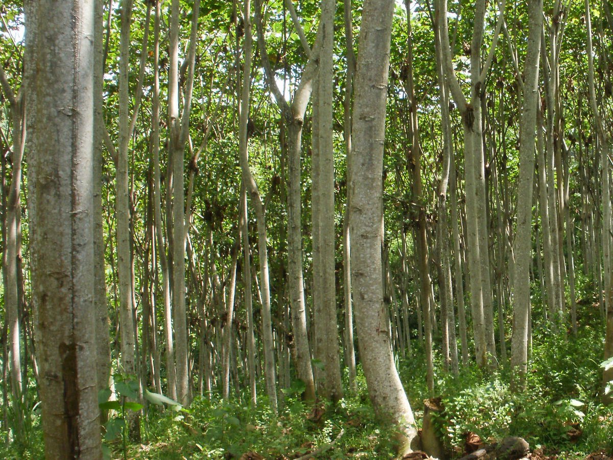corelite_gdc's tweet photo. What do you see in this picture? Some see only trees

At #CoreLite, we see the potential that changes everything

#BALSASUD Core - the key to your success

Straight from the raw source to you, delivered on-time

#Composites #WindEnergy #CircularEconomy #Ecuador https://t.co/Iwnio60Dx8