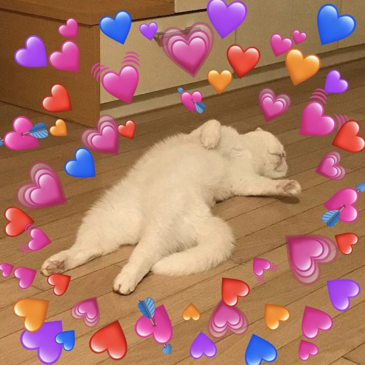 ale's house (@alejand45460626) on Twitter photo 