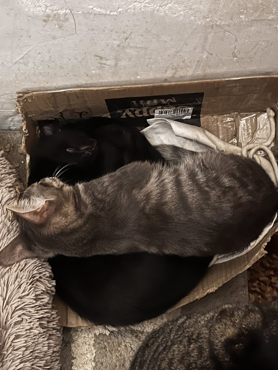 srav_perdiv's tweet image. Просто підбірка котів яких ви можете забрать собі