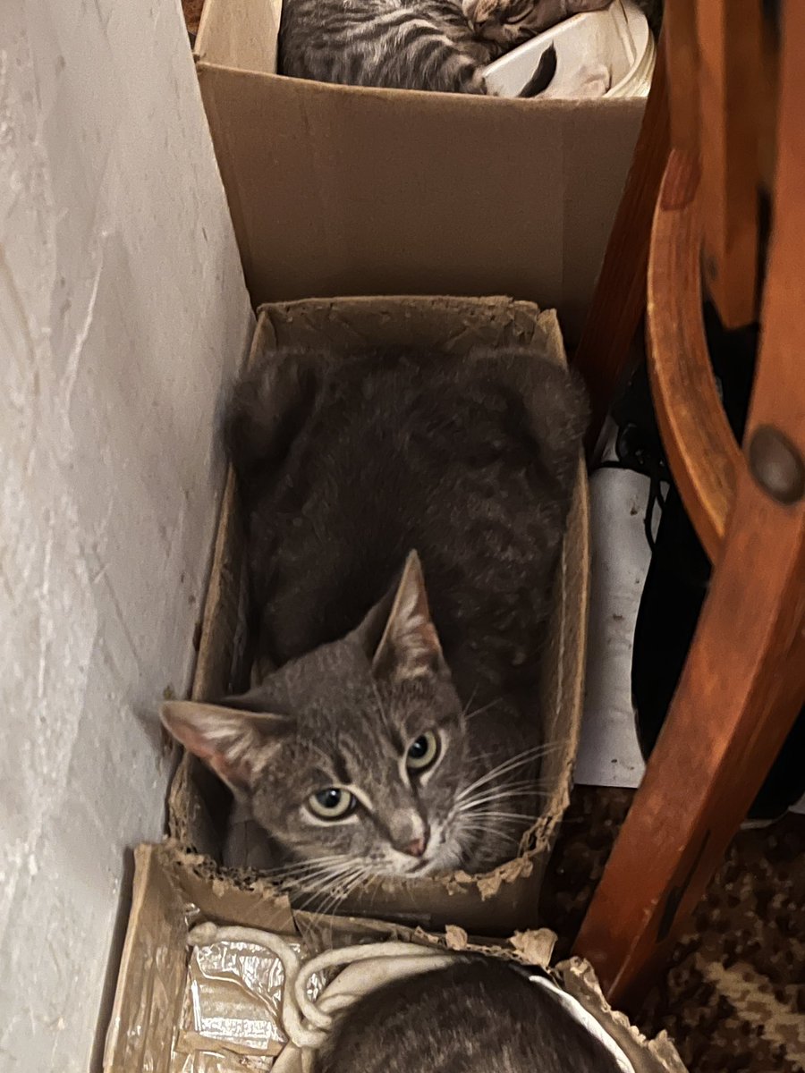 srav_perdiv's tweet image. Просто підбірка котів яких ви можете забрать собі