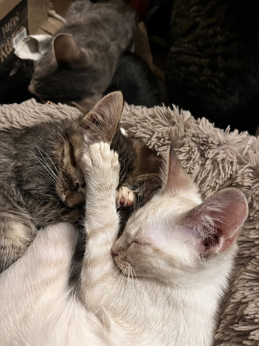 srav_perdiv's tweet image. Просто підбірка котів яких ви можете забрать собі