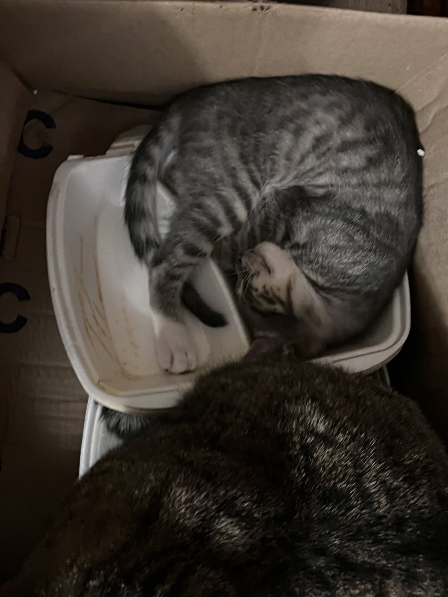 srav_perdiv's tweet image. Просто підбірка котів яких ви можете забрать собі