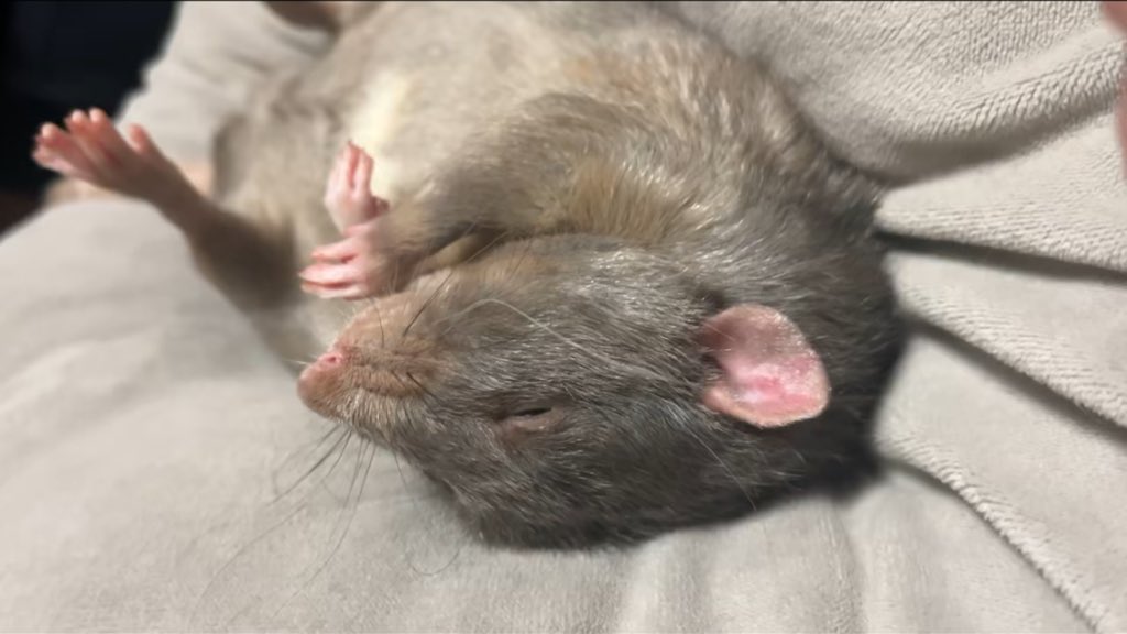 村上ラット🐀🐁 tweet media