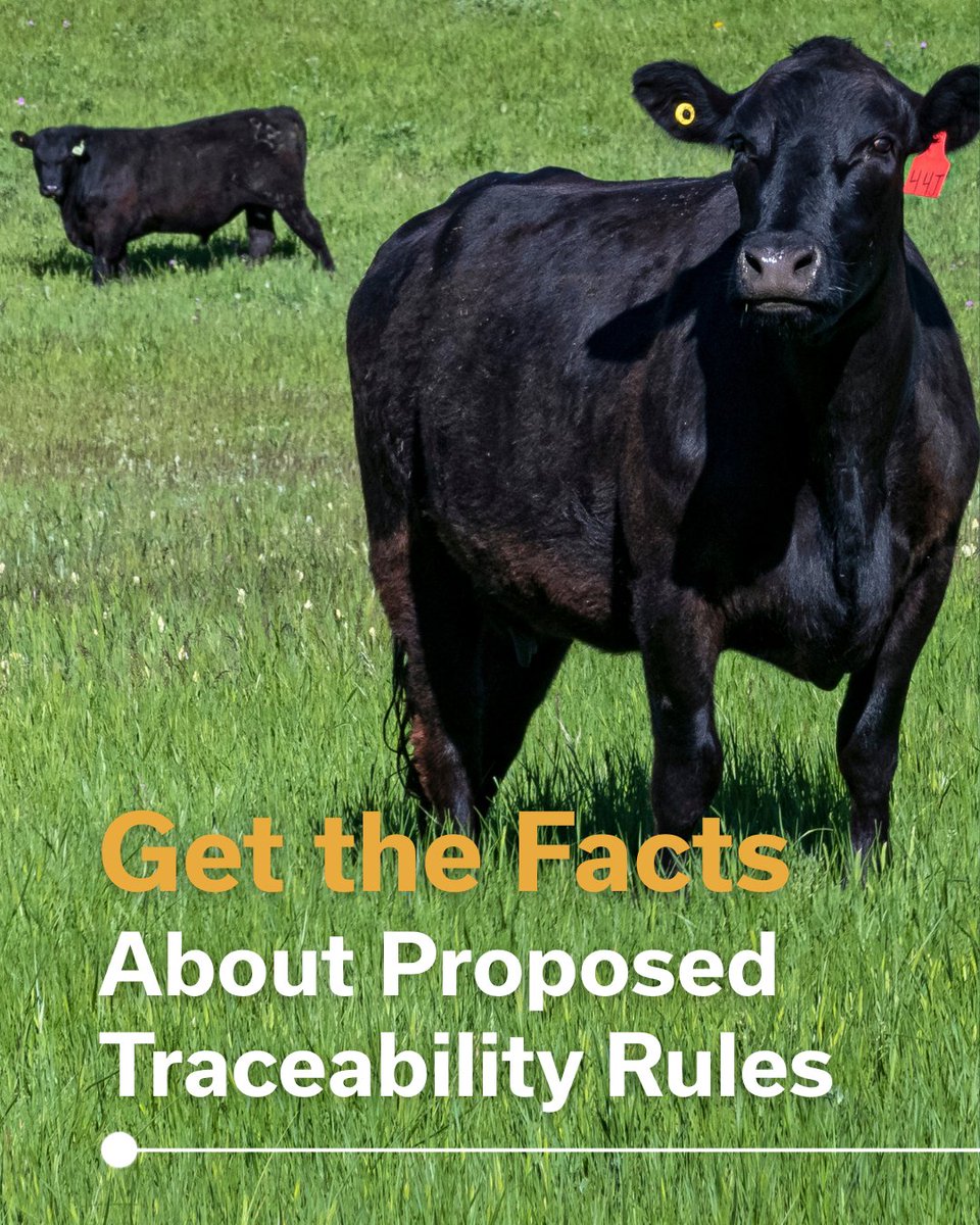 CanCattle's tweet photo. We have compiled known facts about Canada's traceability system and the proposed changes to traceability regulations under the Health of Animals Act: https://t.co/Ofyf4WX2GE

The proposed regulations are not in place, have not been finalized, and publication has been paused. 

We do not have any information about opportunities to share your opinion and feedback in a productive and respectful manner. We will share details when they are available.

Comments will remain turned off given the lack of respectful dialogue on the subject on this platform.
