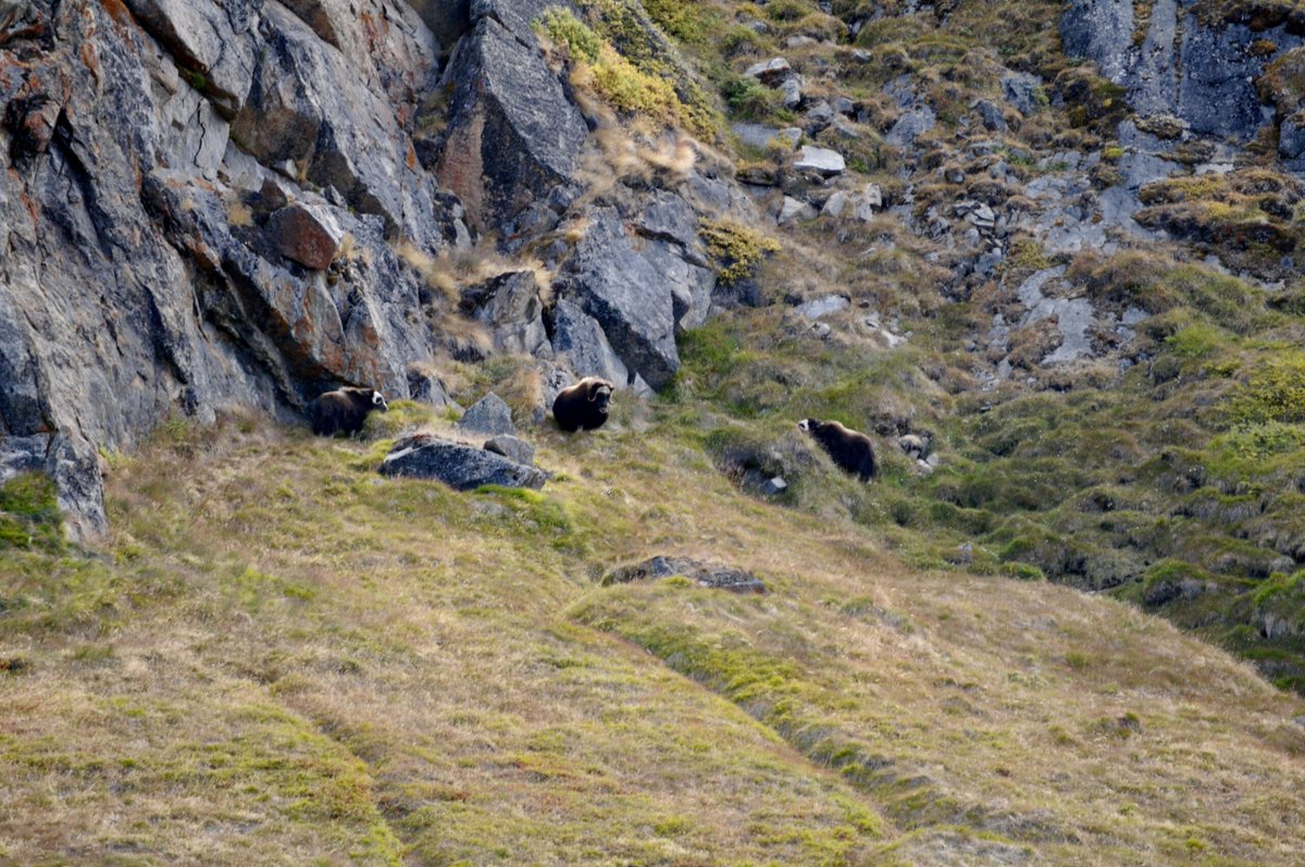 Lars Wilderäng tweet media