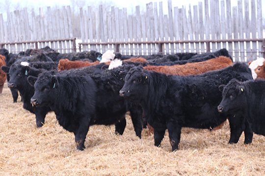 Riverside Farms - 765# January Delivery Steers - 80 Head (Glen Ewen, SK) VBP+ - Selling on Team Auction Sales teamauctionsales.com/Riverside-Farm… Friday, January 16th @ 9:00 AM MST! Sign in @ teamauctionsales.com to preview and participate! <a href="/CdnSimmental/">Canadian Simmental</a>