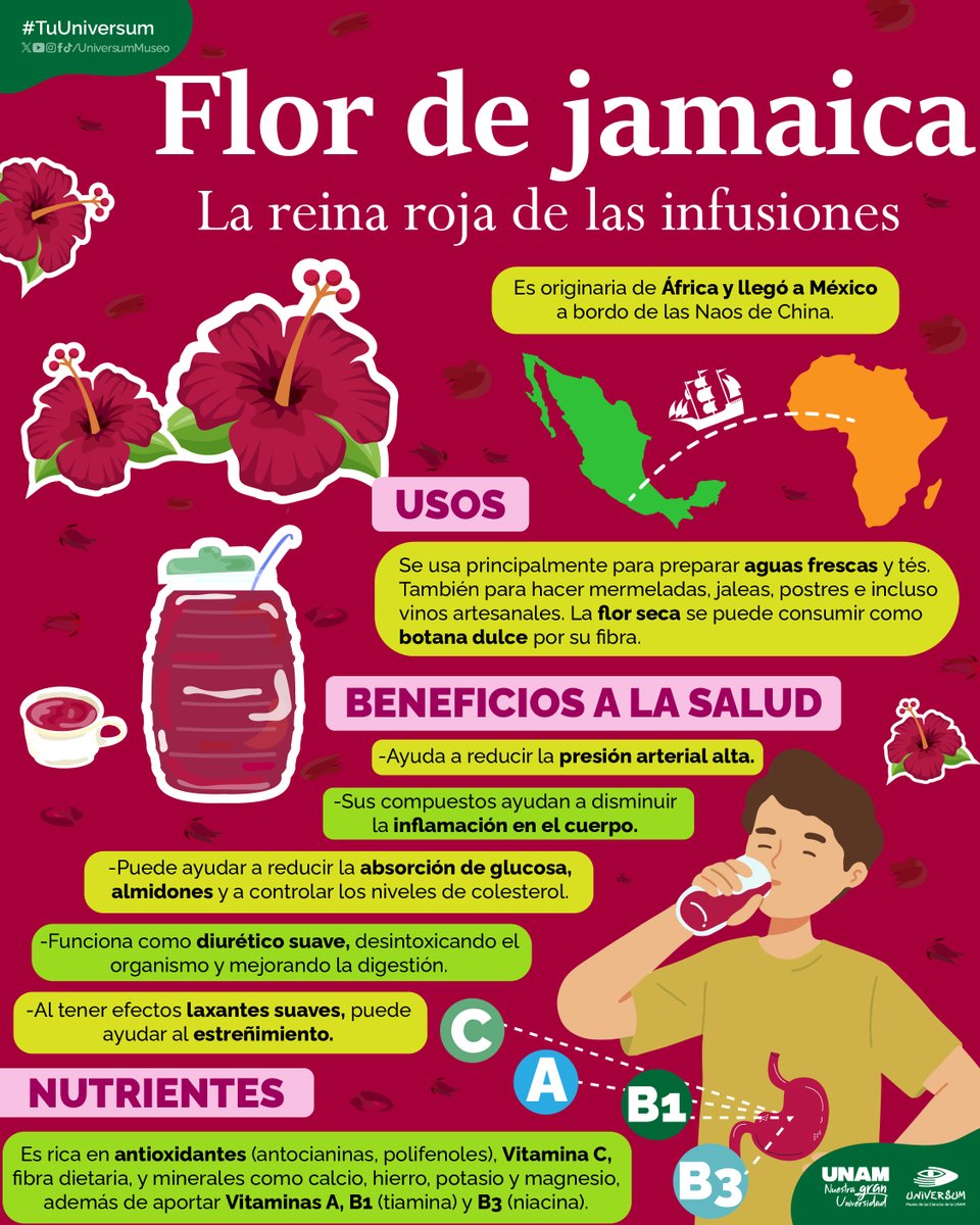 🌺 ¡Jamaica de mi corazón!

#TuUniversum