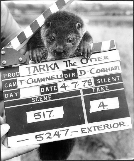 jack Wolfe as otters (@jackwolfotters) on Twitter photo 