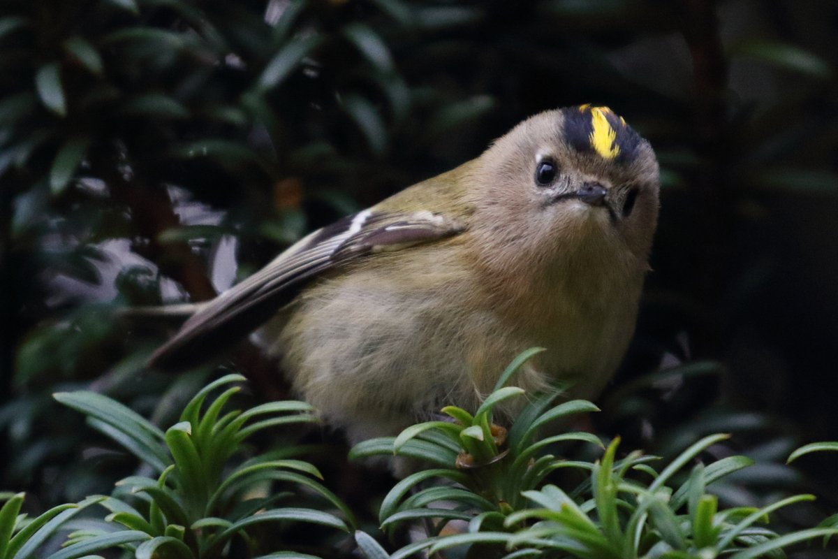 Andy Lawson tweet media