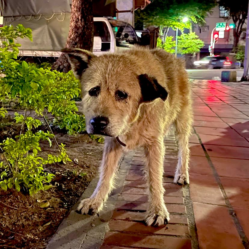 早餐貓 tweet media