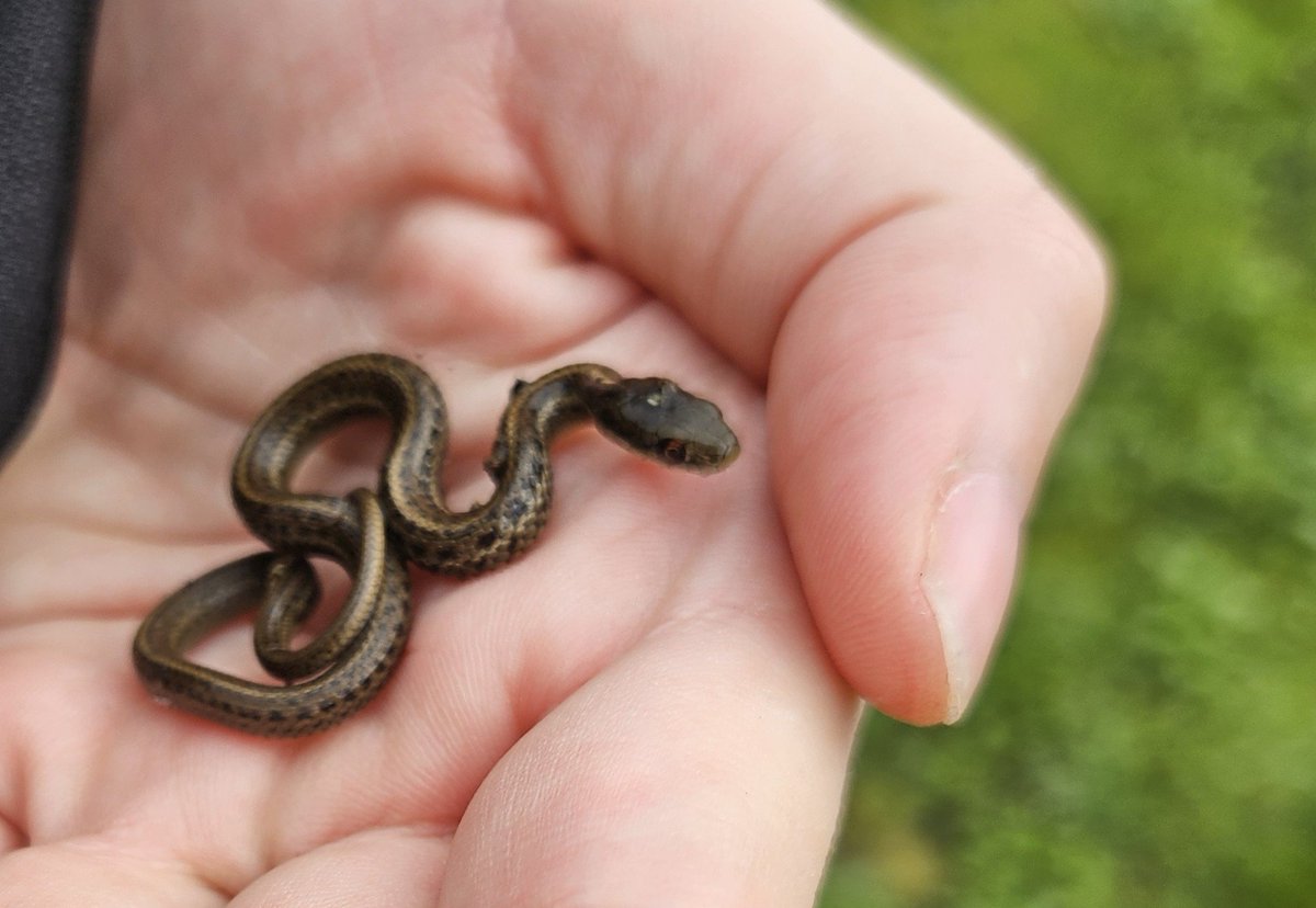 pipkinpippa's tweet image. my dog found a tiny friend