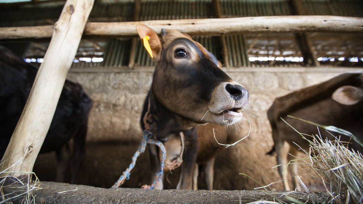 ProjectMercy's tweet image. Ato Temesgen Abate helps oversee the community breed improvement arm of the #ProjectMercy #dairy program in ChaCha, Ethiopia. He has helped this program reach 45000 households since 2020. Read more: projectmercy.org/news/growing-h…