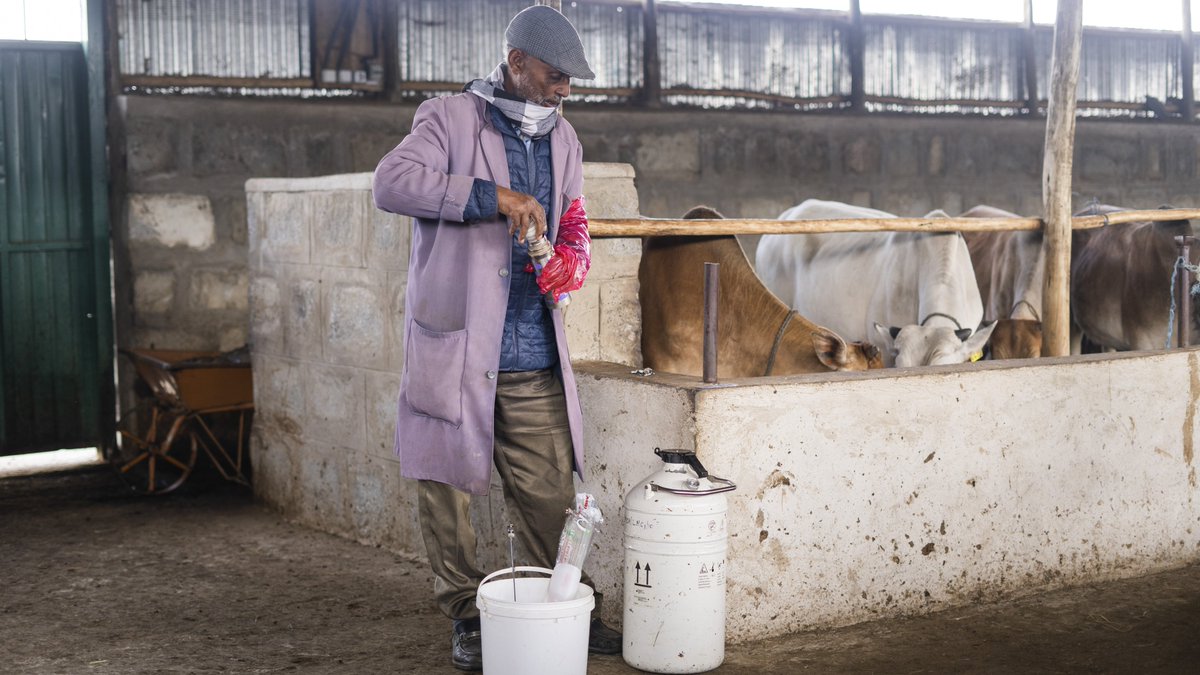 ProjectMercy's tweet image. Ato Temesgen Abate helps oversee the community breed improvement arm of the #ProjectMercy #dairy program in ChaCha, Ethiopia. He has helped this program reach 45000 households since 2020. Read more: projectmercy.org/news/growing-h…