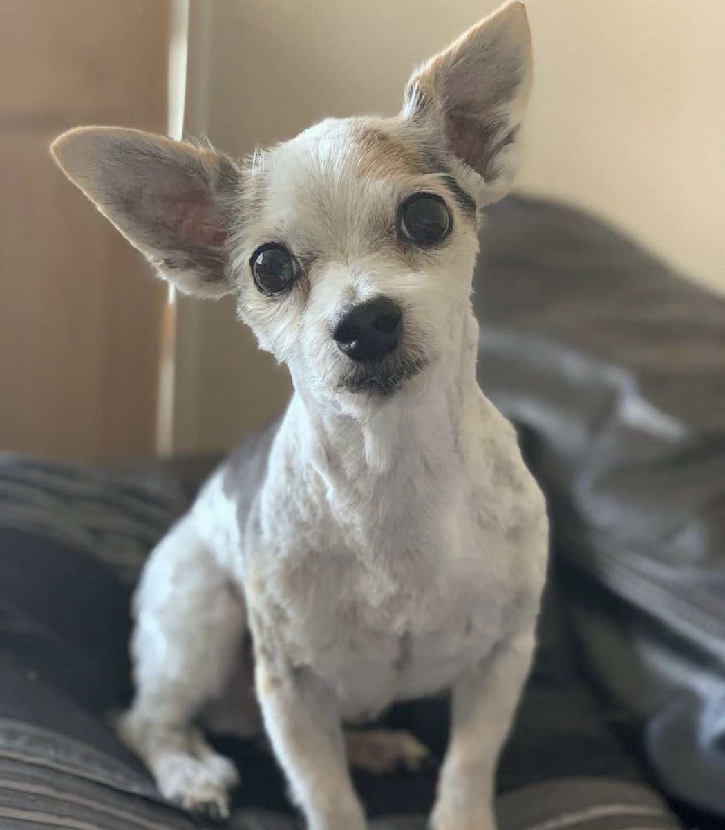 Georgia Irving tweet media