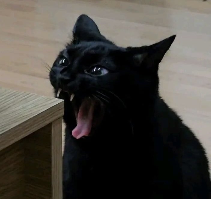 _jjongcat's tweet image. 