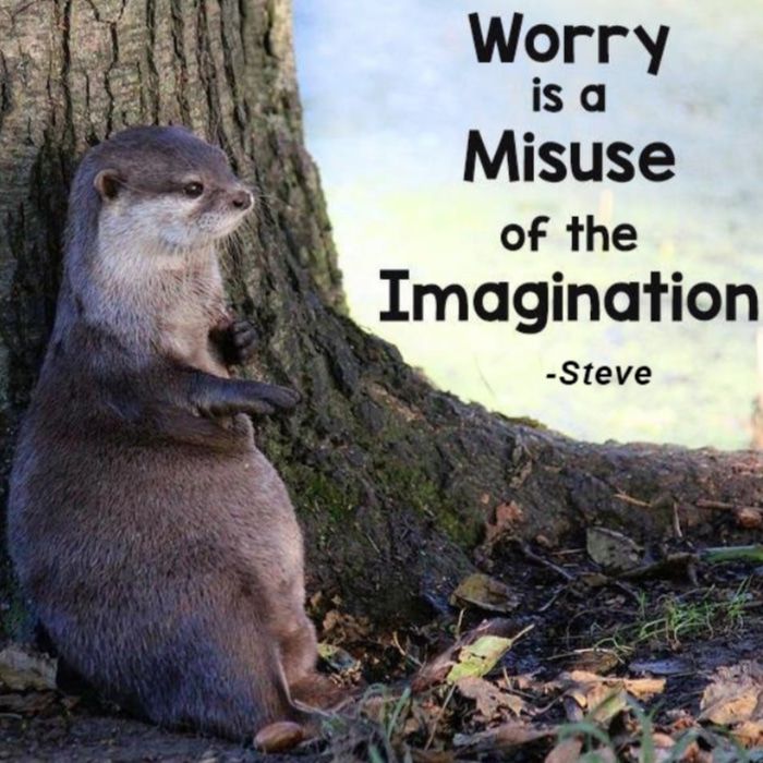 Funny Otters tweet media