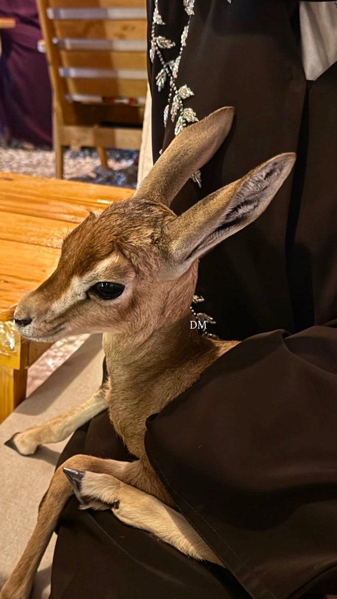 dm_9ia's tweet image. 🦌🤎