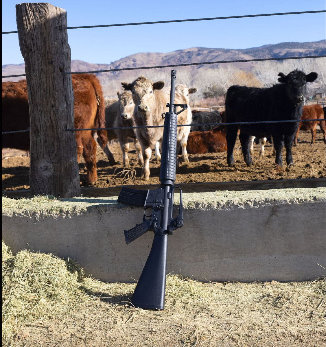 AllAmerican.org tweet media