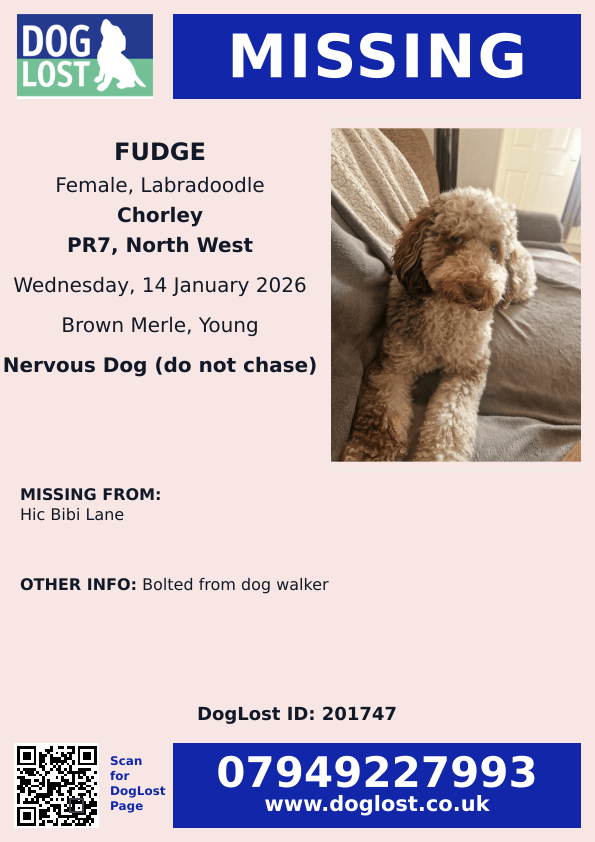 millypod1's tweet photo. 🆘14 JAN 2026 #Lost Fudge #ScanMe
YOUNG Labradoodle Female #PUPPY
Hic Bibi Lane #Chorley West #Lancashire #PR7
https://t.co/eaiiDwgYRP https://t.co/wq46m3gBgW