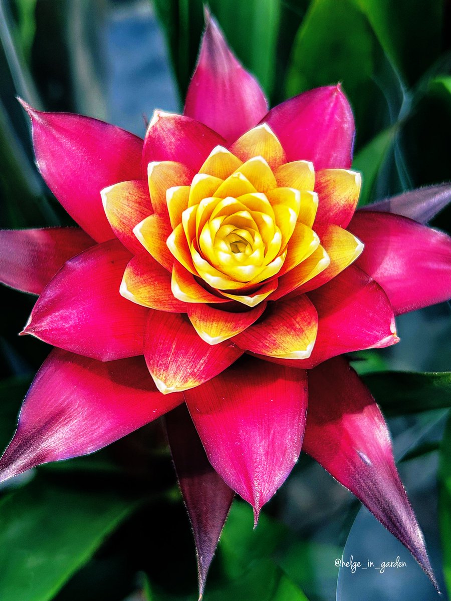 gardeninNorway's tweet image. Time for an indoor plant (here by us)- Guzmania😍
#winterseason #nature #NaturePhotography #gardening #gardens #Norway  #FlowersOnX #GardeningX  #NaturePhoto